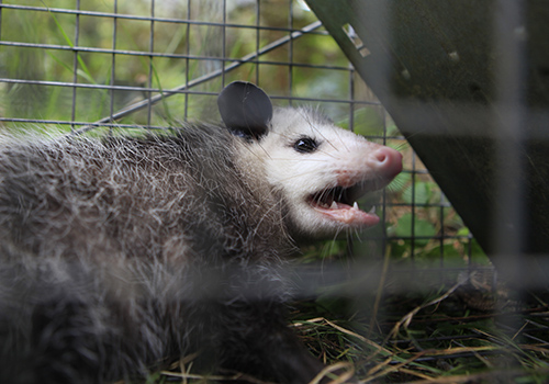opossum trapping md dc va